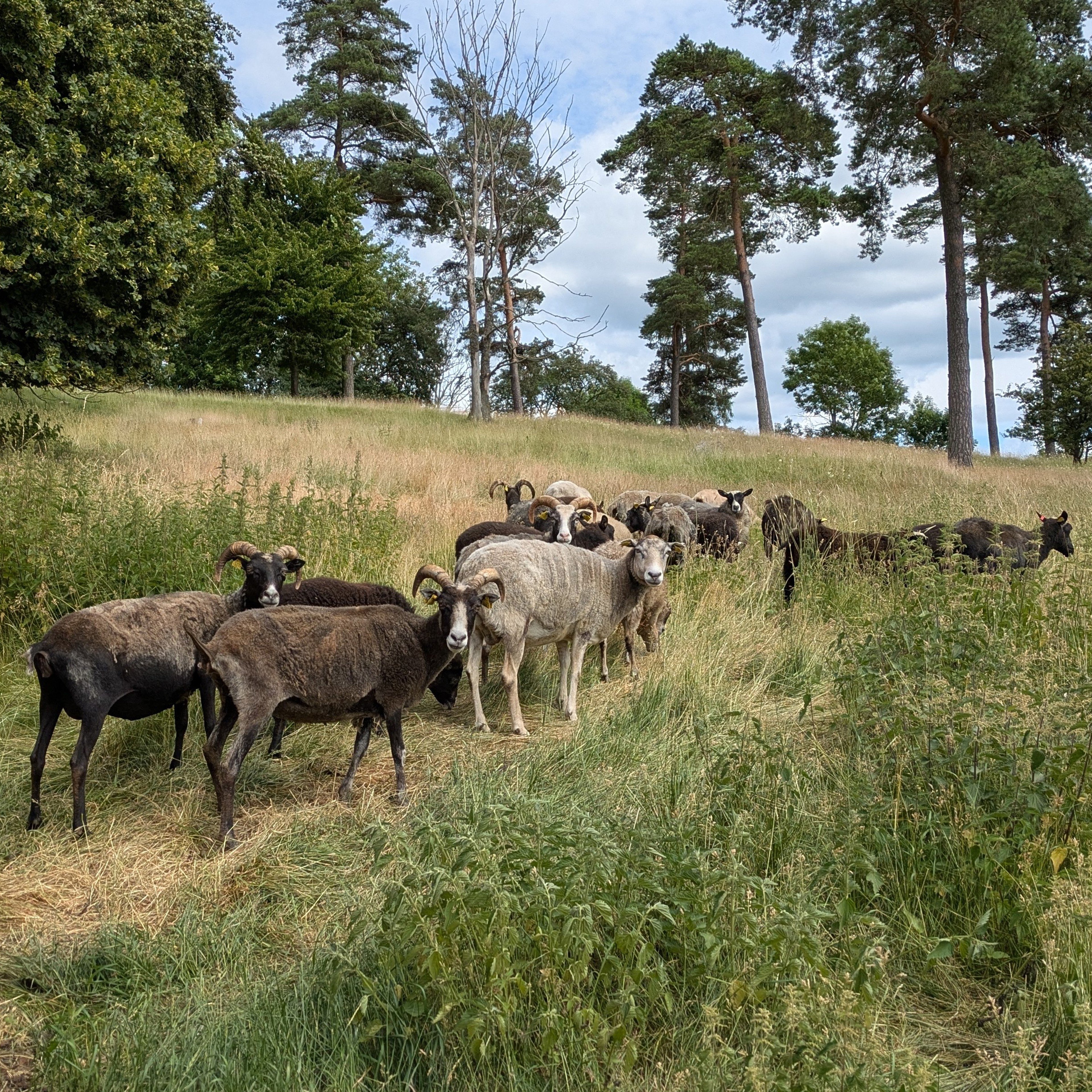 På gravfältet i Kårby finns ett 40-tal gravar, både högar och stensättningar.