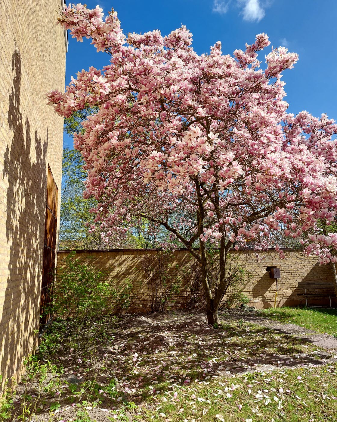 Blommande magnoliaträd i Rosenträdgården vid Östergötlands museum.