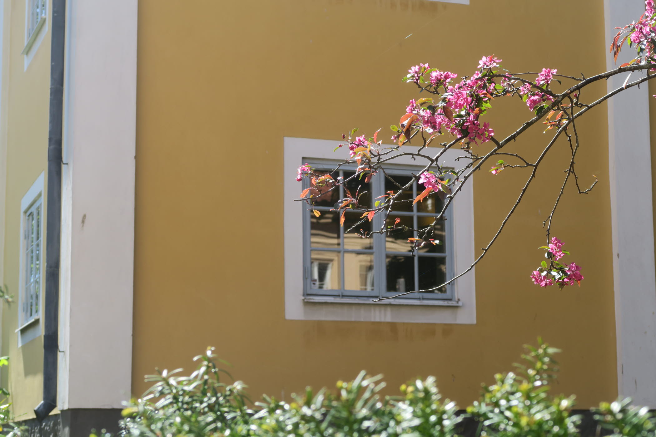 En äldre gul fasad med ett fönster.