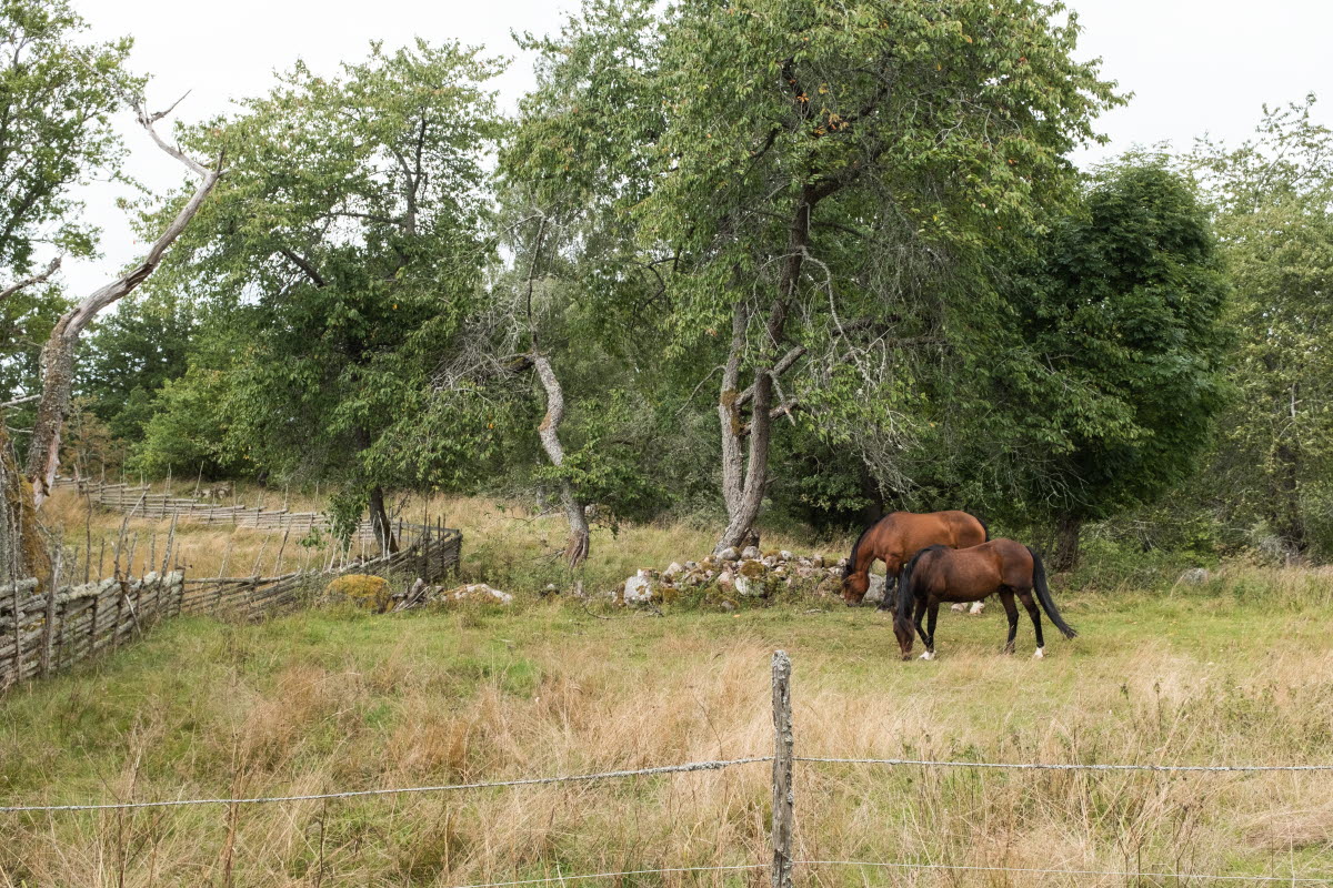 Omgivningarna vid kulturreservatet Smedstorps dubbelgård i Ydre kommun 