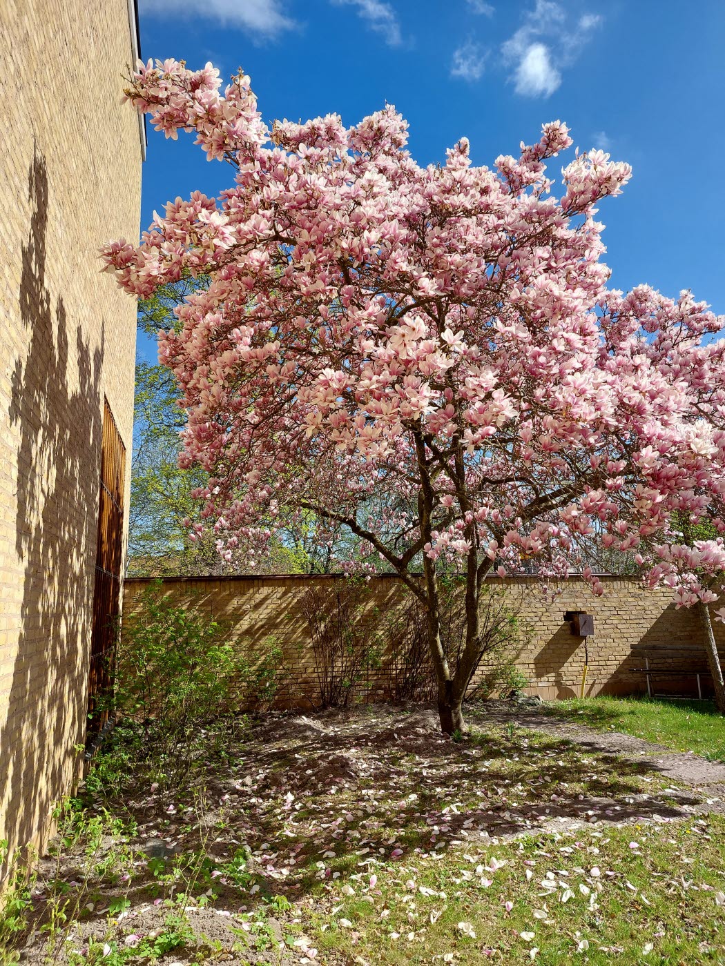 Blommande magnoliaträd i Rosenträdgården vid Östergötlands museum.