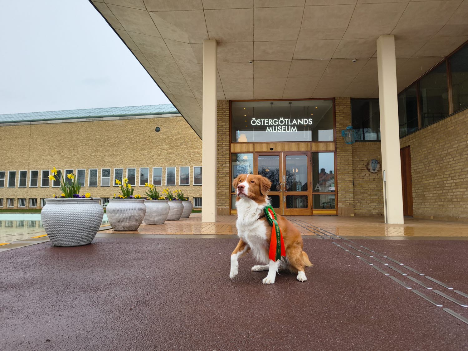 Hunden Milton utanför museibyggnaden.