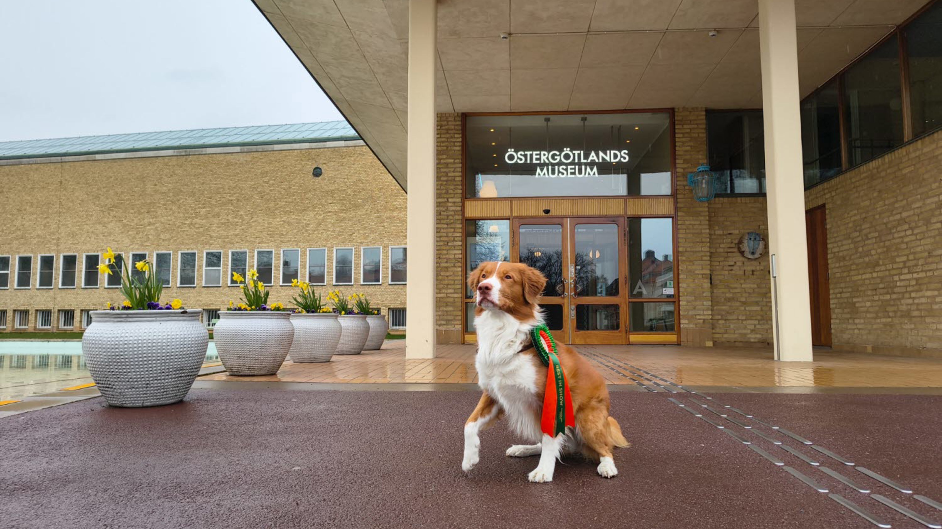 Hunden Milton utanför museibyggnaden.