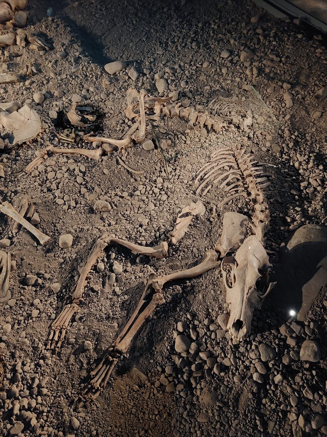 Stenåldersgraven Bergsgraven i utställningen Vägen hit på Östergötlands museum.
