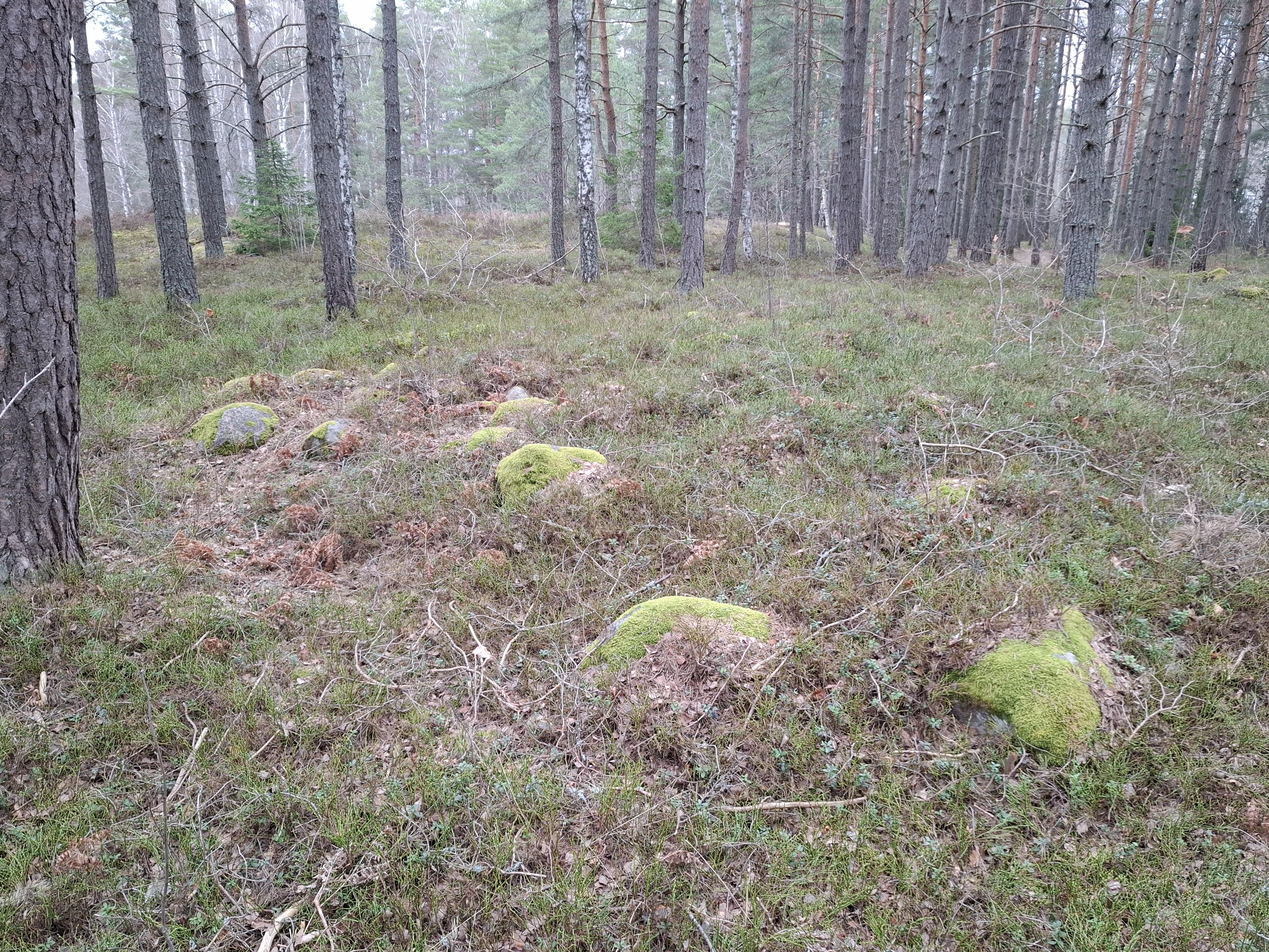 Järnåldersgravfält i Ljunga på Vikbolandet.