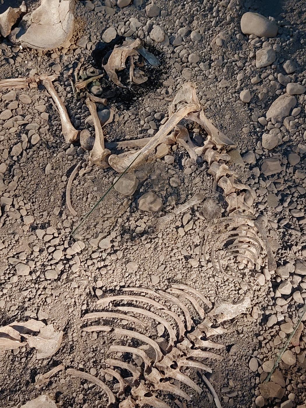 Stenåldersgraven Bergsgraven i utställningen Vägen hit på Östergötlands museum.