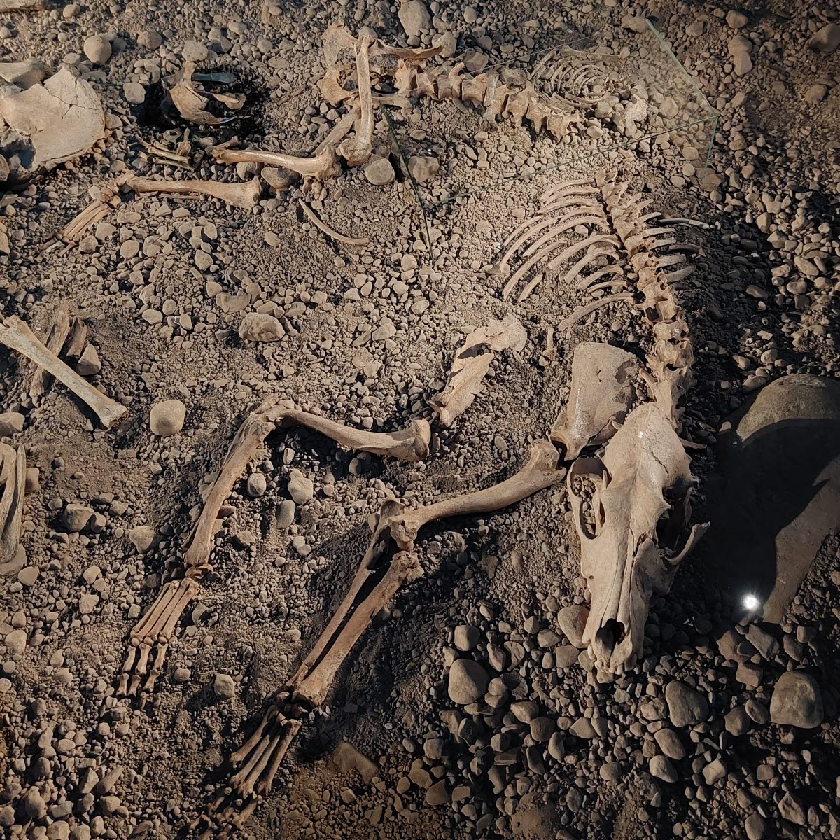 Stenåldersgraven Bergsgraven i utställningen Vägen hit på Östergötlands museum.