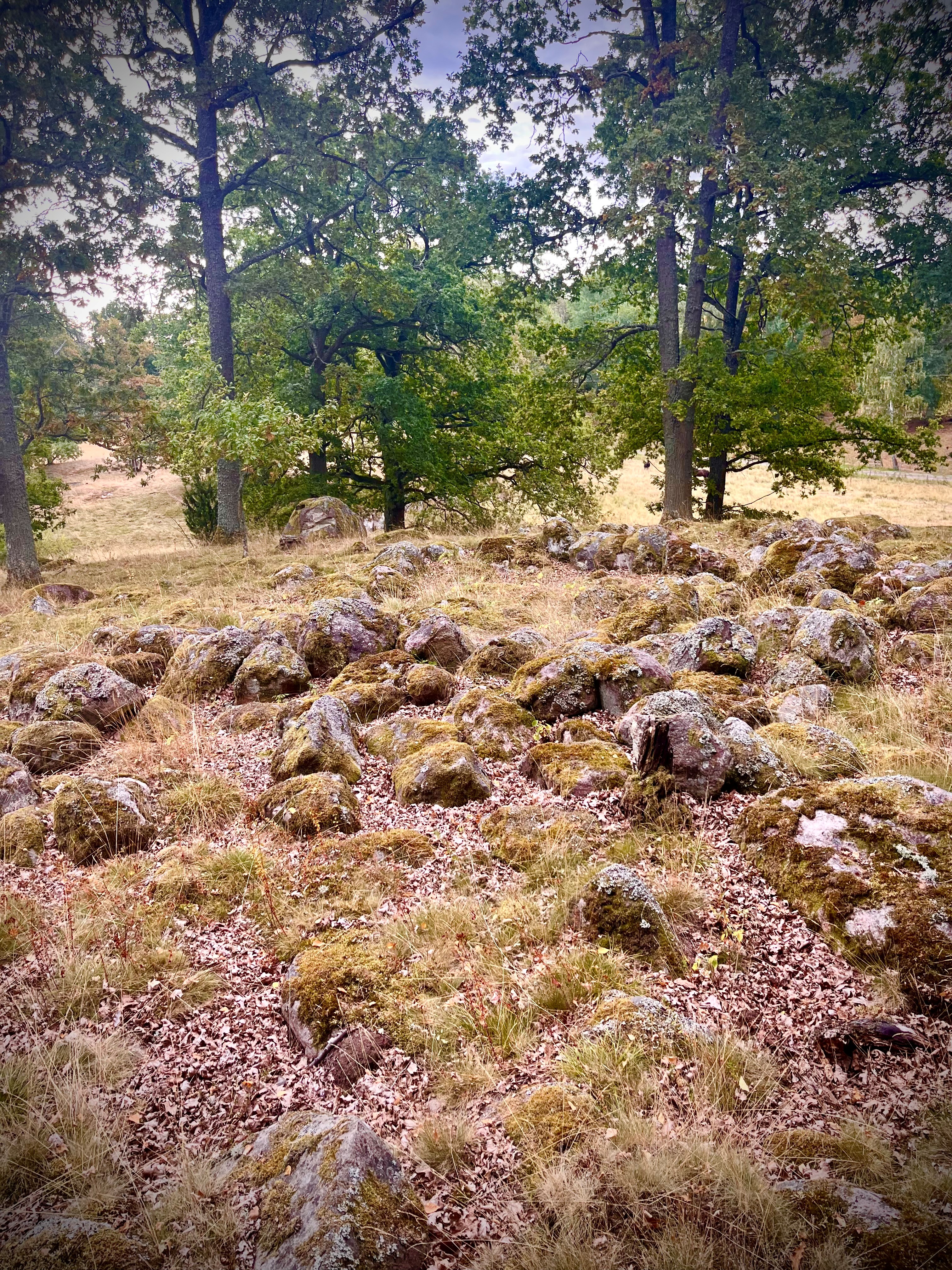 Järnåldersgravfält i Skattna utanför Norrköping.