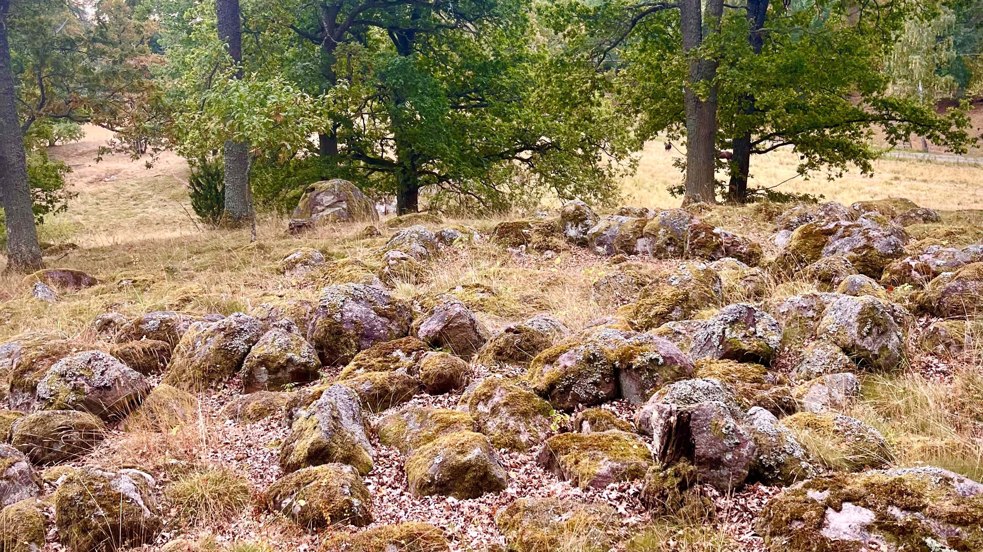 Järnåldersgravfält i Skattna utanför Norrköping.