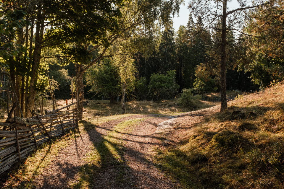 Skogsglänta