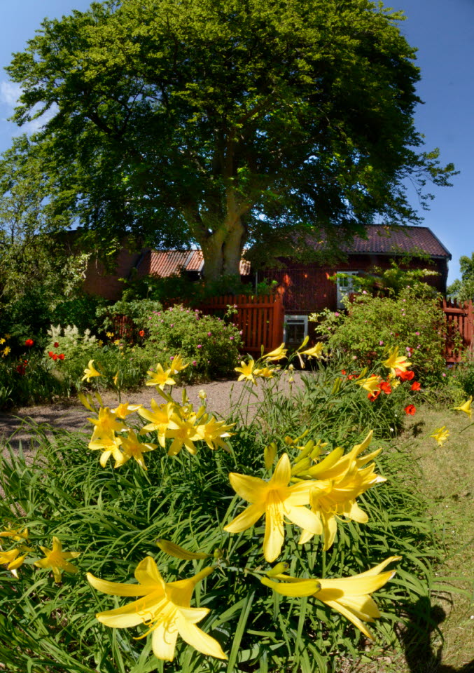 Onkel Adamsgården i Linköping, exteriör, sedd från trädgårdssidan. Rabatter med utslagna gula och röda blommor. 