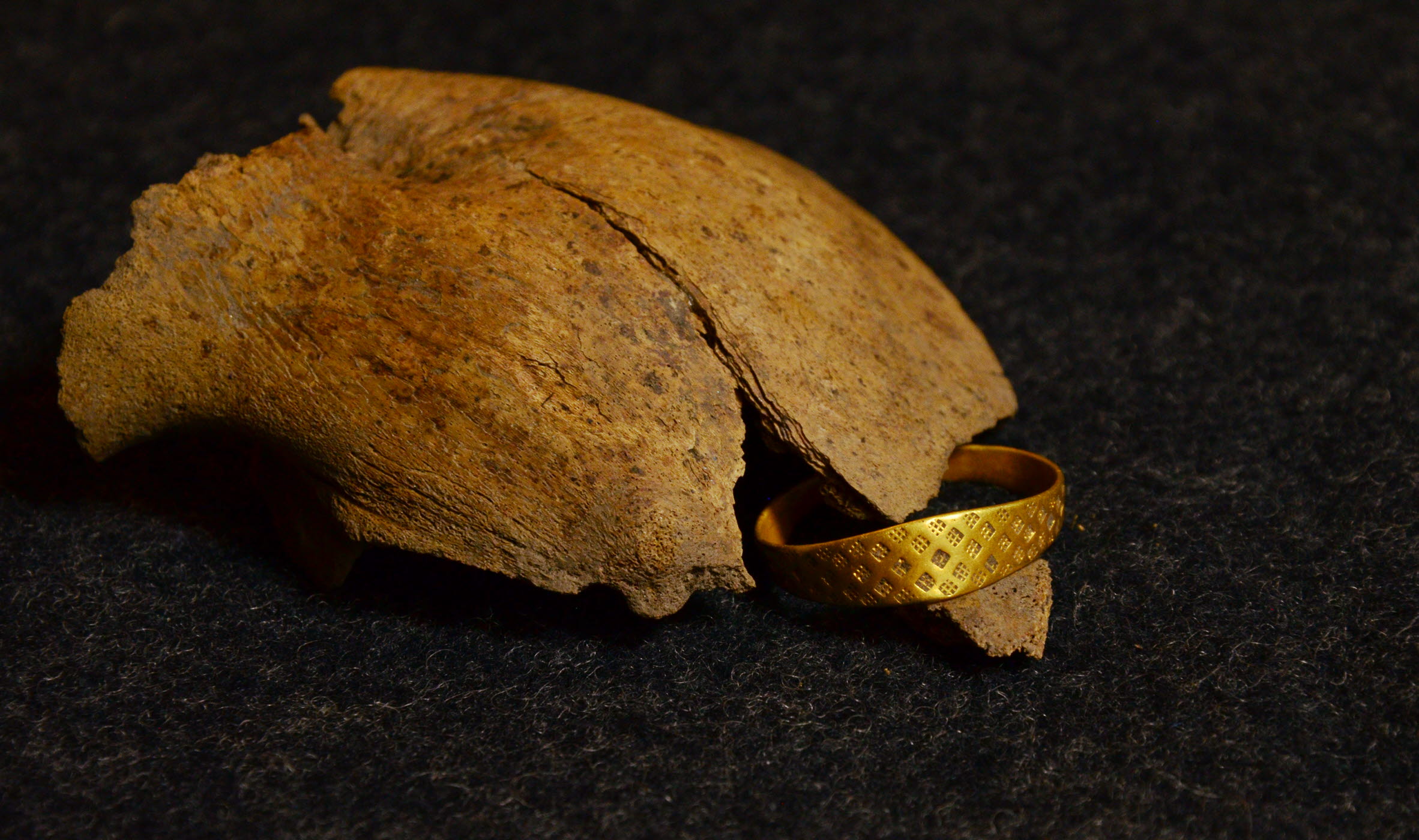 En vikingatida guldring hittad under skallen på en kalv i Pryssgården.